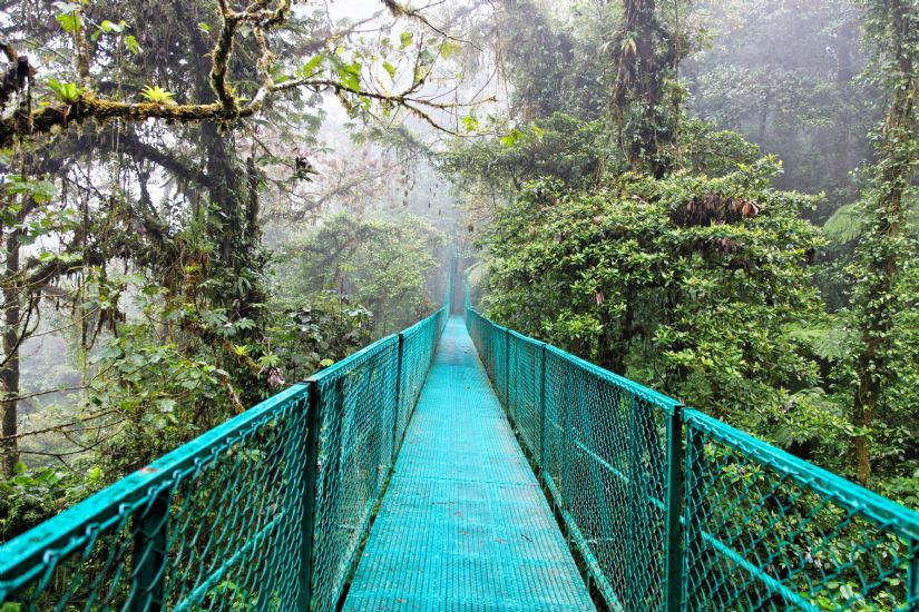Monteverde Hanging Bridges + Sloth Sanctuary