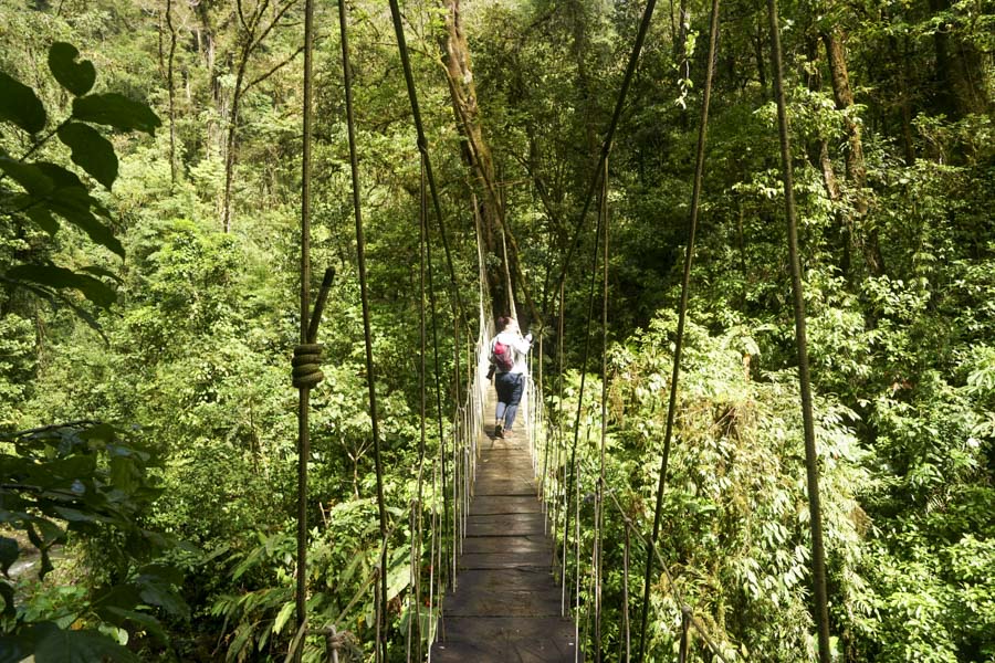 Monteverde SkyTram + Hanging Bridges