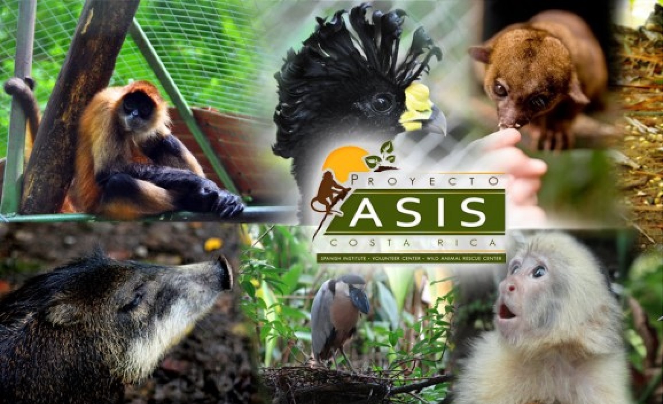 Proyecto Asis: Tour + Volunteer