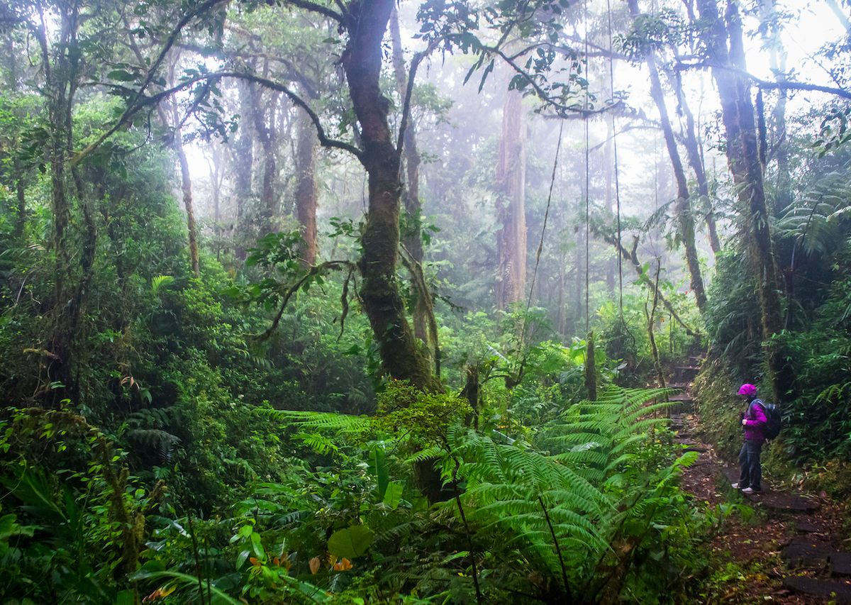 Monteverde Cloud Forest Experience