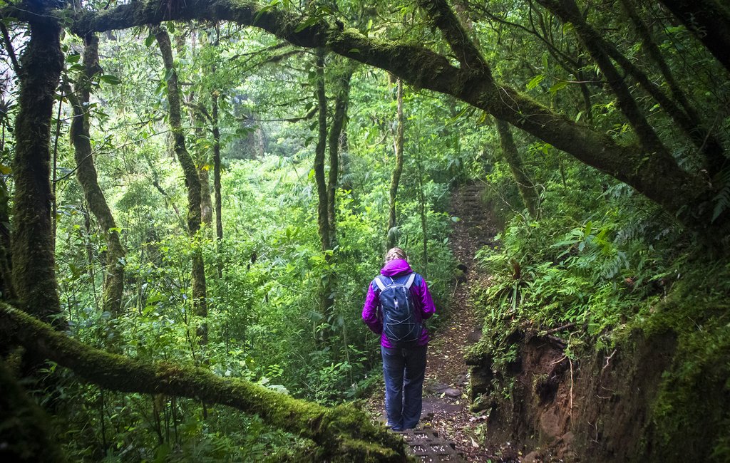 Private Tour: Monteverde Cloud Forest Hike