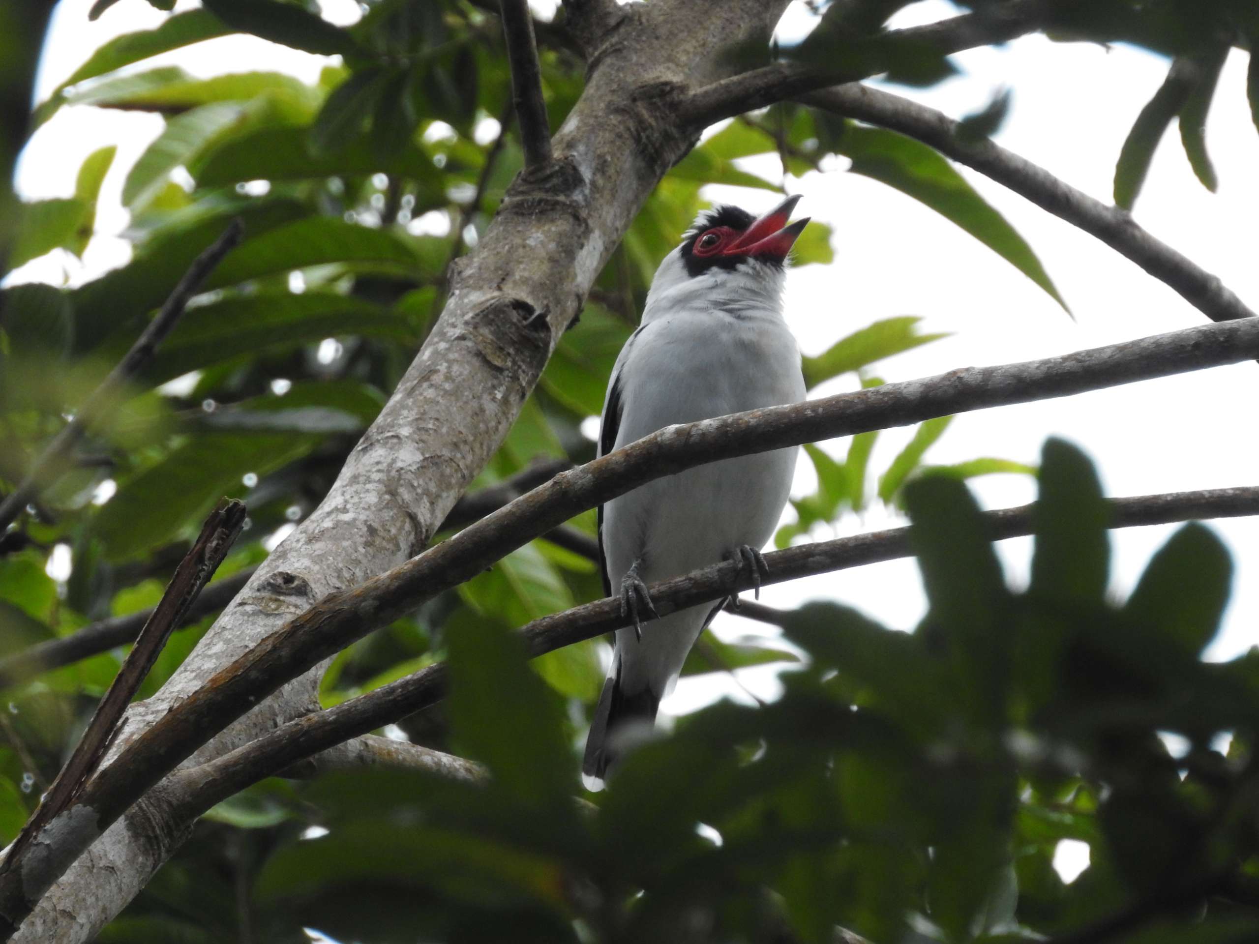 Private Tour: Monteverde Early Bird Watching Tour
