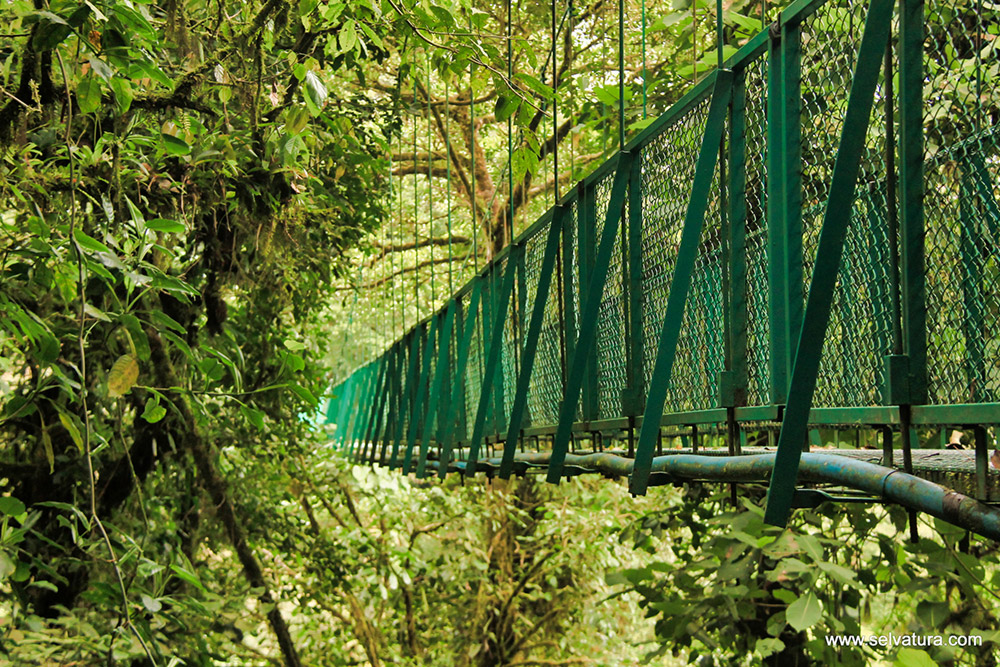 Monteverde Hanging Bridges + Butterfly Gardens