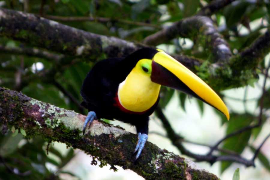 Guanacaste Rainforest Tour