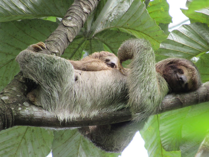 Sloths Watching + Costa Rican Farm Experience+ Ecotermales Hot Springs