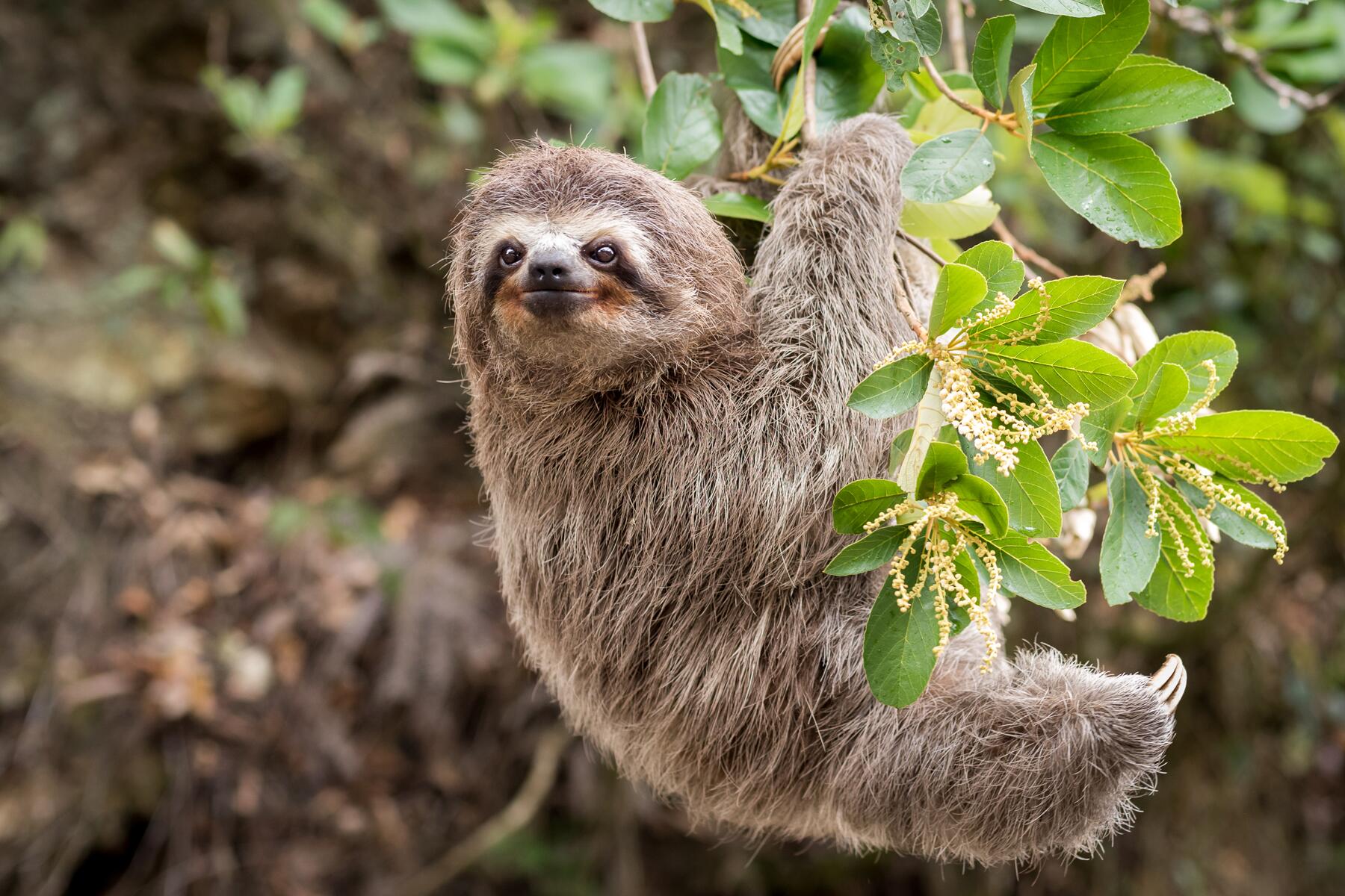 Sloths Watching Tour
