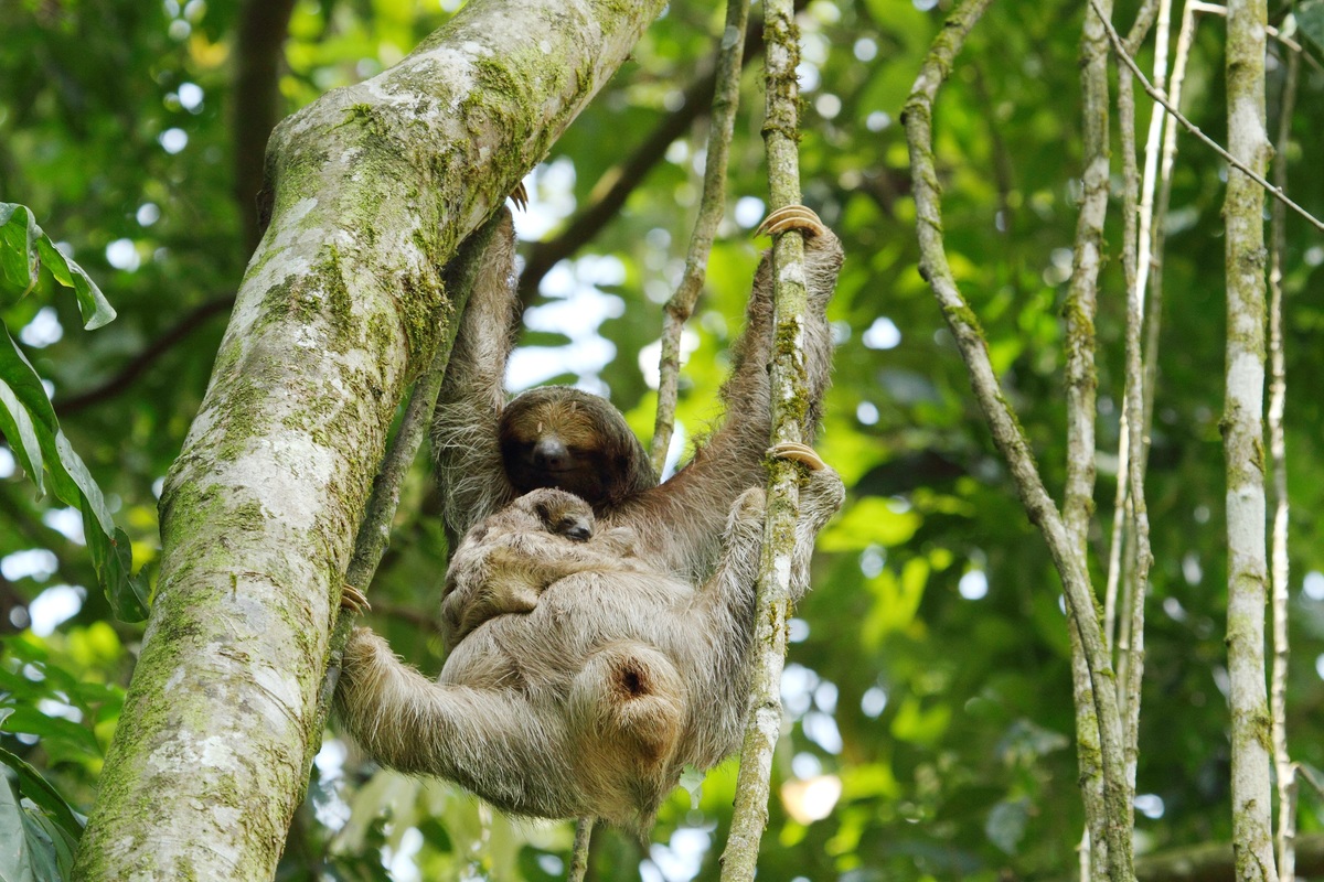 Sloths Watching + Costa Rican Farm Experience
