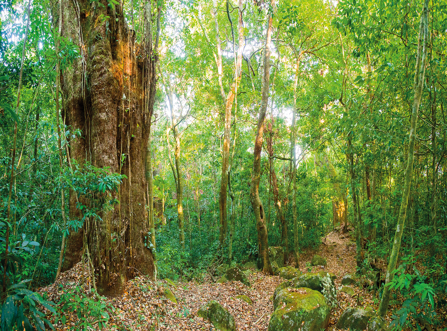 Rincon de la Vieja Volcano Hike, Waterfall Swim & Hot Springs Combo
