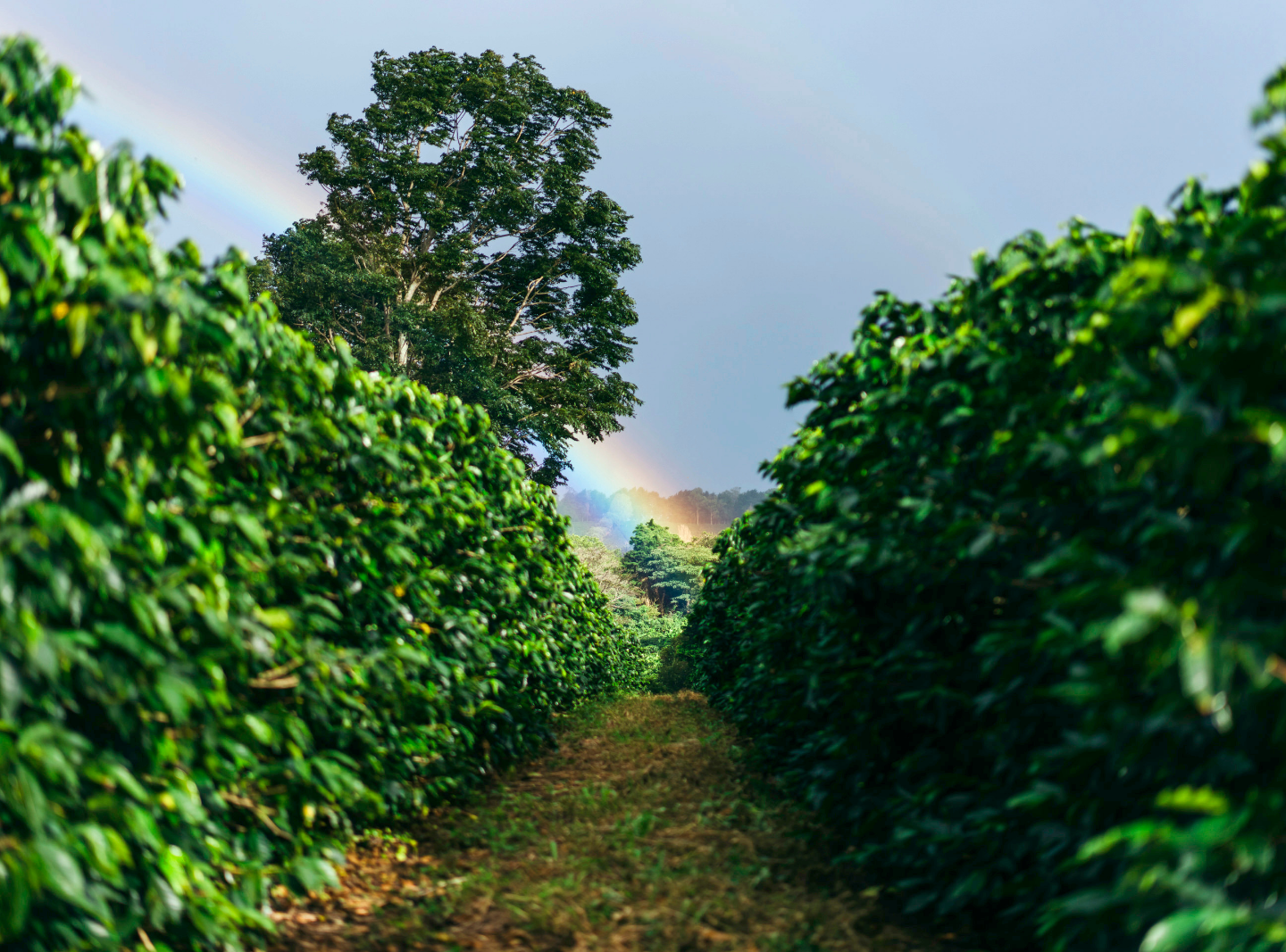 Poas Volcano + Doka Coffee Plantation