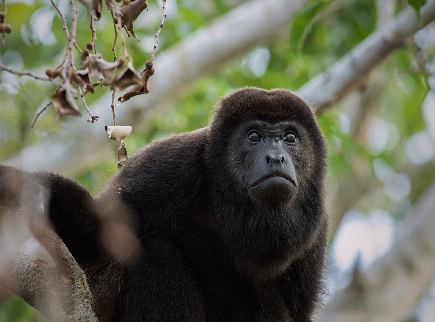 Mistico Hanging Bridges